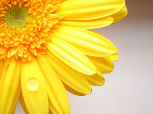 __flower___by_Tikita.jpg