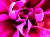 2010-90-kvet.jpg